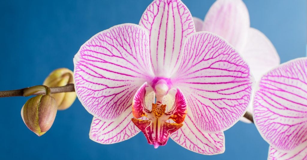 Phalaenopsis Orchid 1 1024x536 - Orchids (Orchidaceae): How to plant, grow and care for orchids