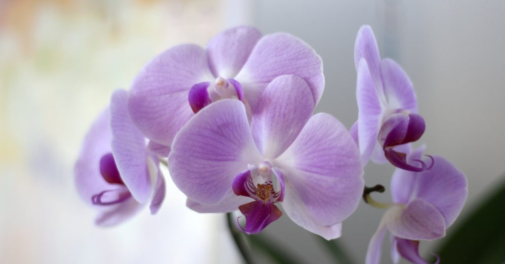 orchids at home 1 1024x536 - Orchids (Orchidaceae): How to plant, grow and care for orchids
