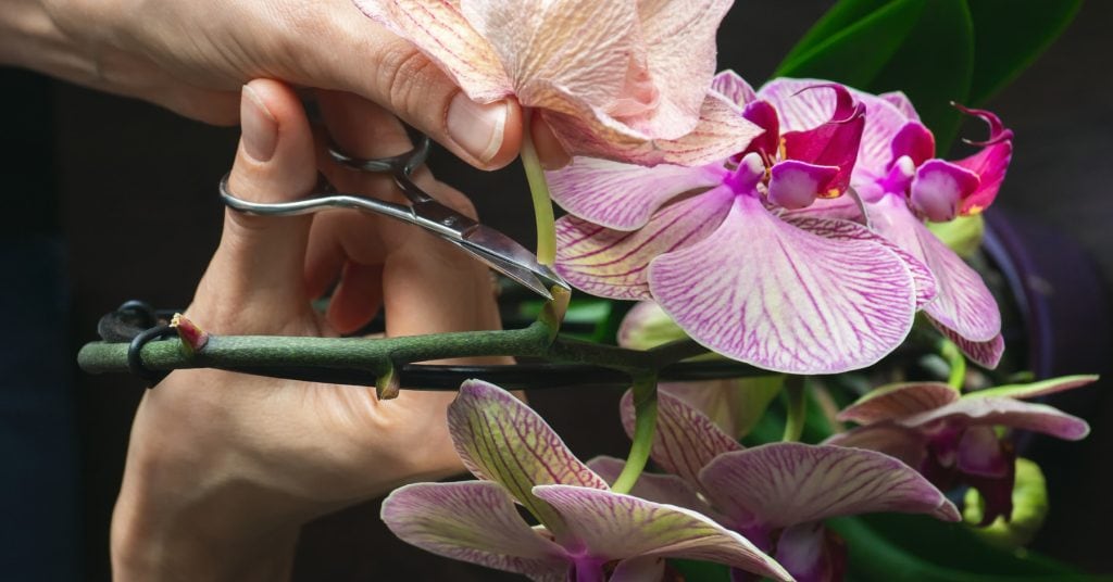 orchids caring 1 1024x536 - Orchids (Orchidaceae): How to plant, grow and care for orchids