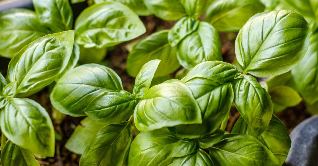 Basil 1024x536 - Herb garden ideas: Create an indoor or outdoor herb garden oasis