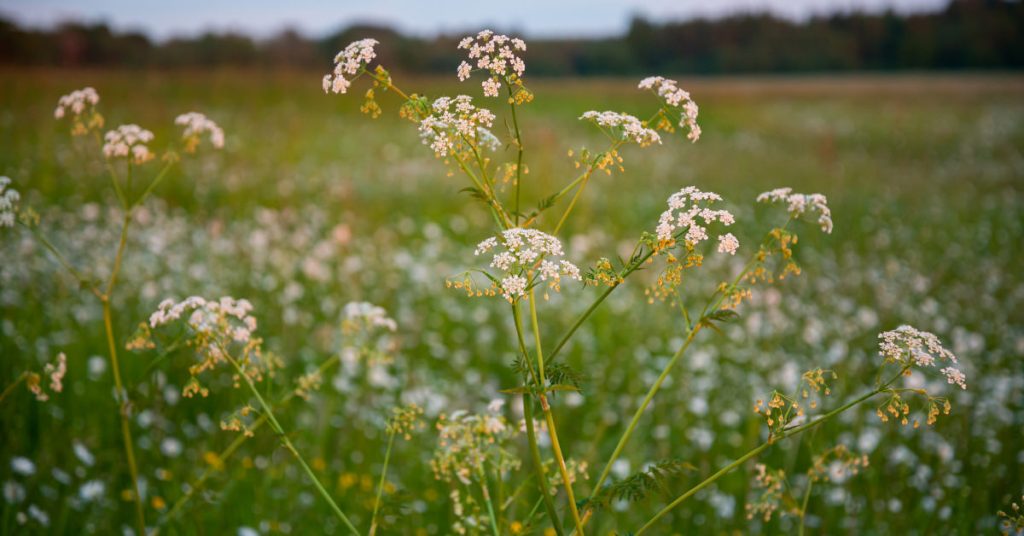 Chervil 1024x536 - Herb garden ideas: Create an indoor or outdoor herb garden oasis