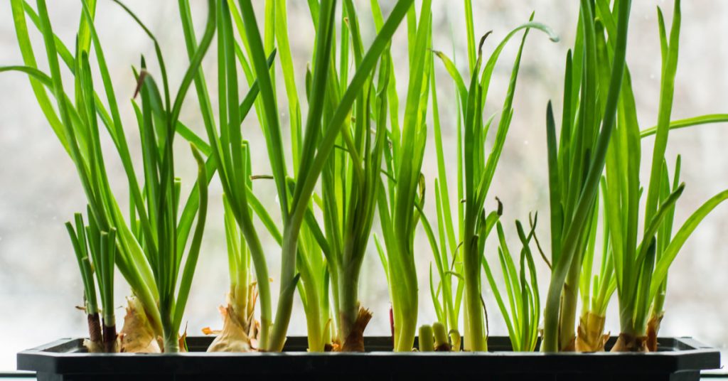 Chives 1024x536 - Herb garden ideas: Create an indoor or outdoor herb garden oasis