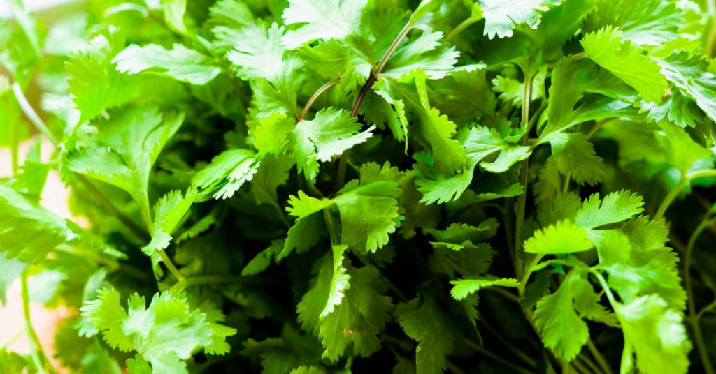 Coriander 1024x536 - Herb garden ideas: Create an indoor or outdoor herb garden oasis