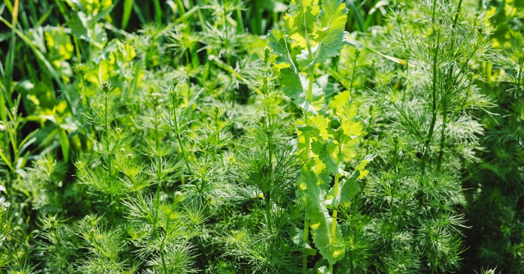 Dill 1024x536 - Herb garden ideas: Create an indoor or outdoor herb garden oasis