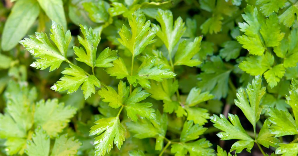 Flat leaf parsley 1024x536 - Herb garden ideas: Create an indoor or outdoor herb garden oasis
