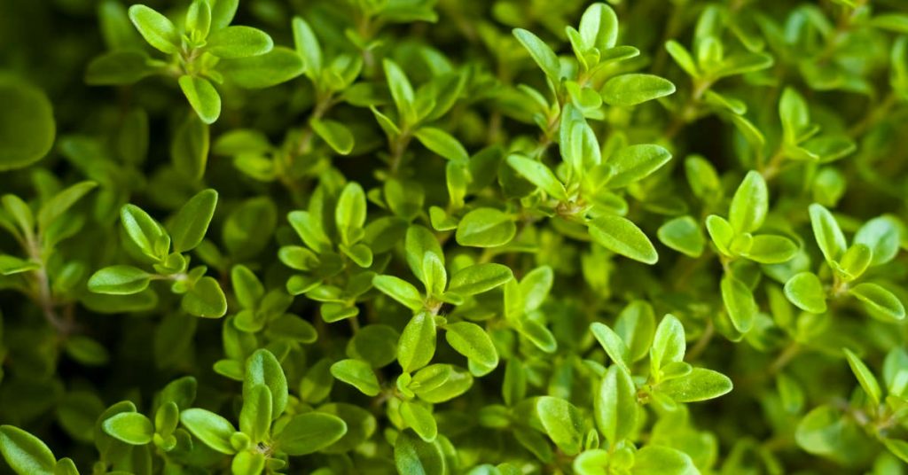 Oregano 1024x536 - Herb garden ideas: Create an indoor or outdoor herb garden oasis