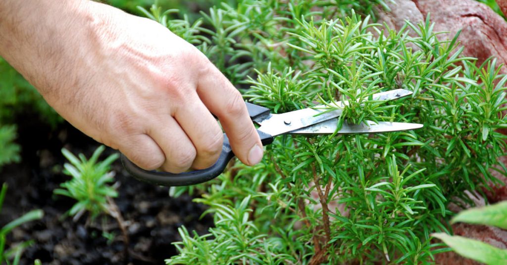 Rosemary 1024x536 - Herb garden ideas: Create an indoor or outdoor herb garden oasis