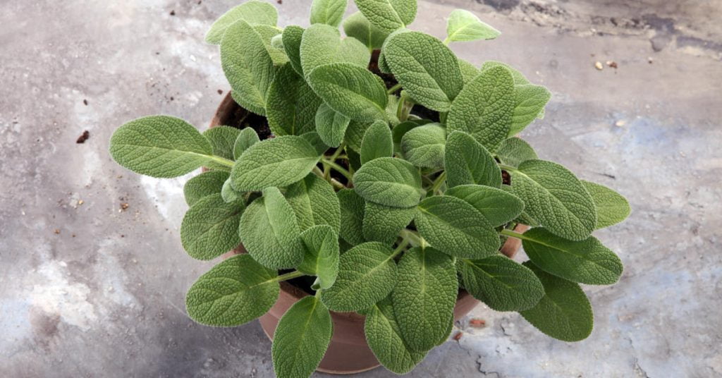 Sage 1024x536 - Herb garden ideas: Create an indoor or outdoor herb garden oasis