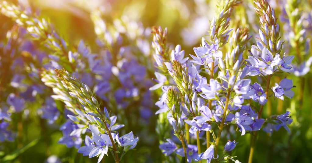 Summer savory 1024x536 - Herb garden ideas: Create an indoor or outdoor herb garden oasis