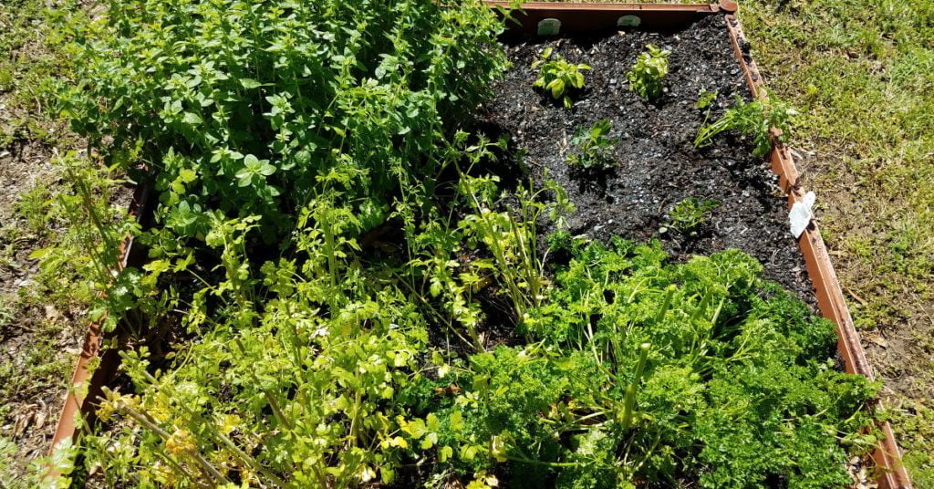 herb garden outdoor 1024x536 - Herb garden ideas: Create an indoor or outdoor herb garden oasis