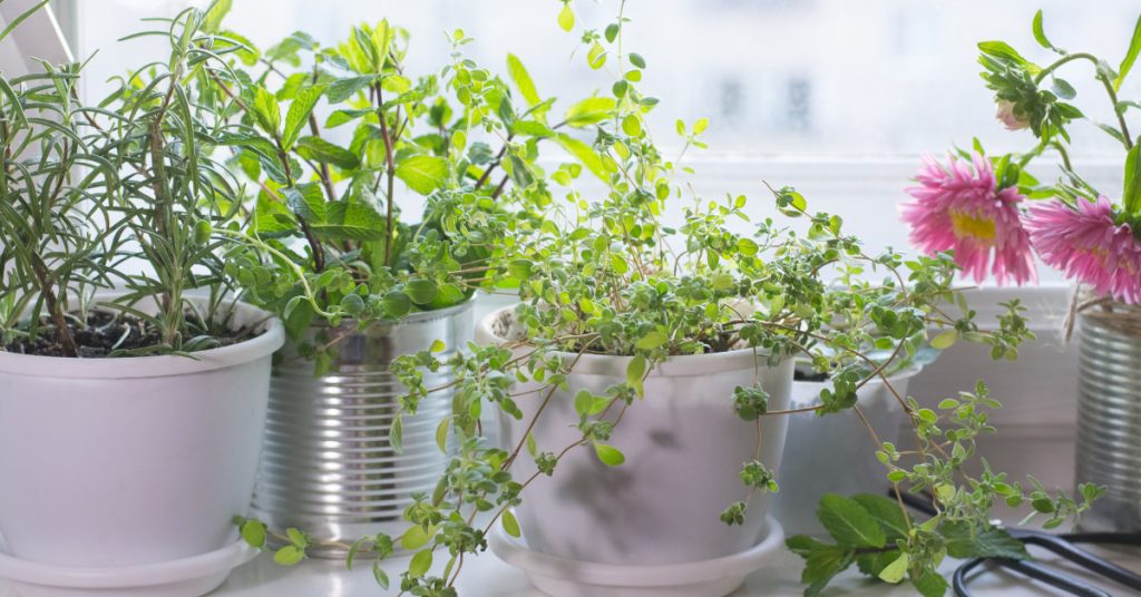 herbs indoor 1024x536 - Herb garden ideas: Create an indoor or outdoor herb garden oasis