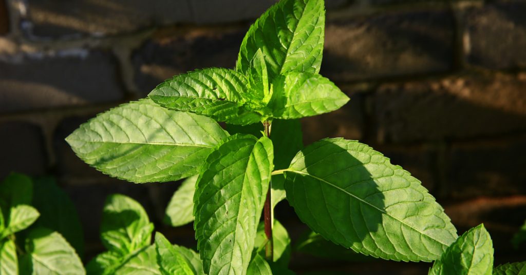 mint 1024x536 - Herb garden ideas: Create an indoor or outdoor herb garden oasis