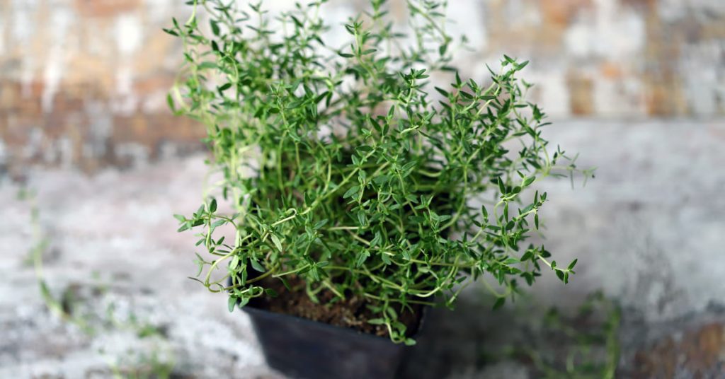 thyme 1024x536 - Herb garden ideas: Create an indoor or outdoor herb garden oasis
