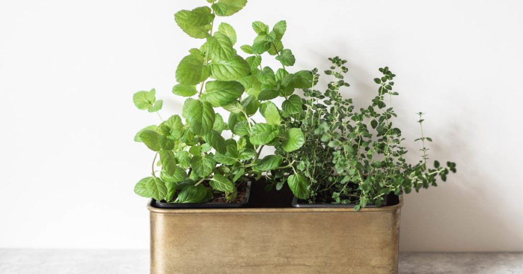 windowbox herbs 1024x536 - Herb garden ideas: Create an indoor or outdoor herb garden oasis