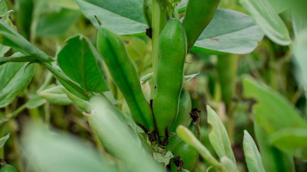 Broad beans 1 1024x576 - Vegetable &amp; fruit seeds to sow in September