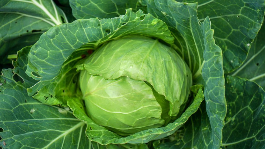 Cabbage 1 1024x576 - Vegetable &amp; fruit seeds to sow in September