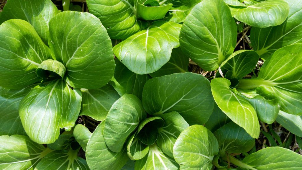Pak Choi 1 1024x576 - Vegetable &amp; fruit seeds to sow in September