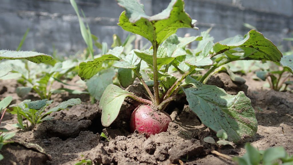 Radish 1 1024x576 - Vegetable &amp; fruit seeds to sow in September
