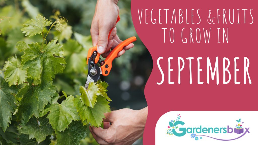 Vegetable & fruit seeds to sow in September Vegetables Fruits to grow in September 1 1024x576 - Vegetable & fruit seeds to sow in September