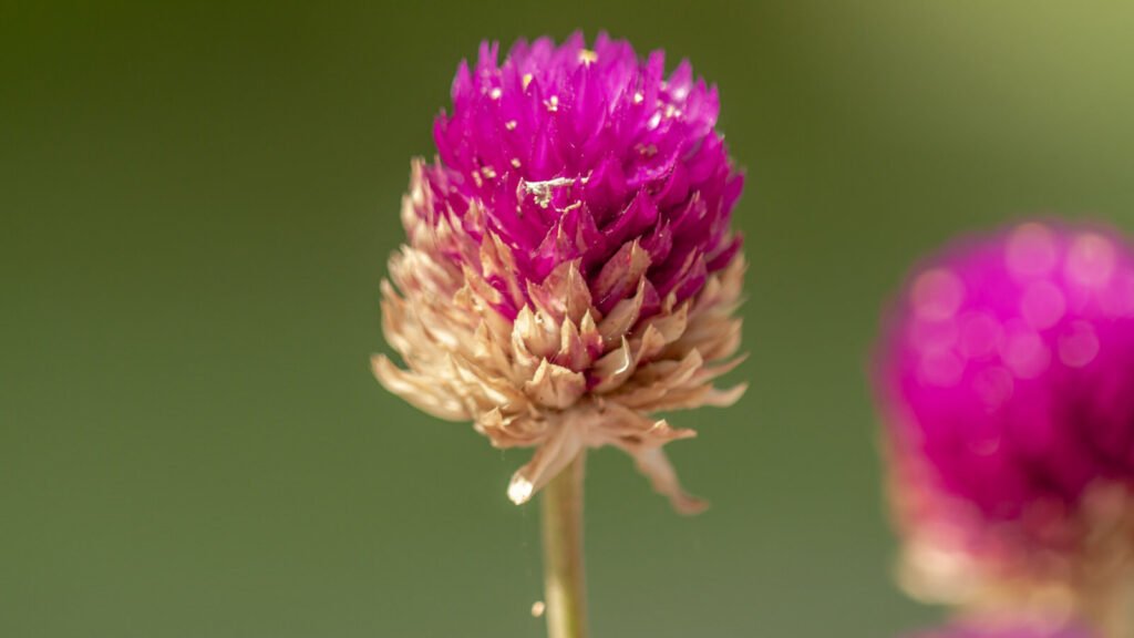 Allium sphaerocephalon 1024x576 - Flower &amp; Plant Seeds To Sow In November &ndash; Planting Guide