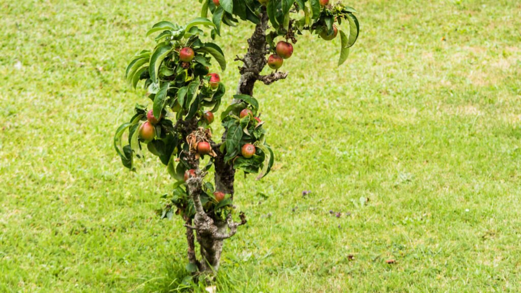 Apple tree 1024x576 - Vegetable & fruit seeds to sow in October - Growing guide