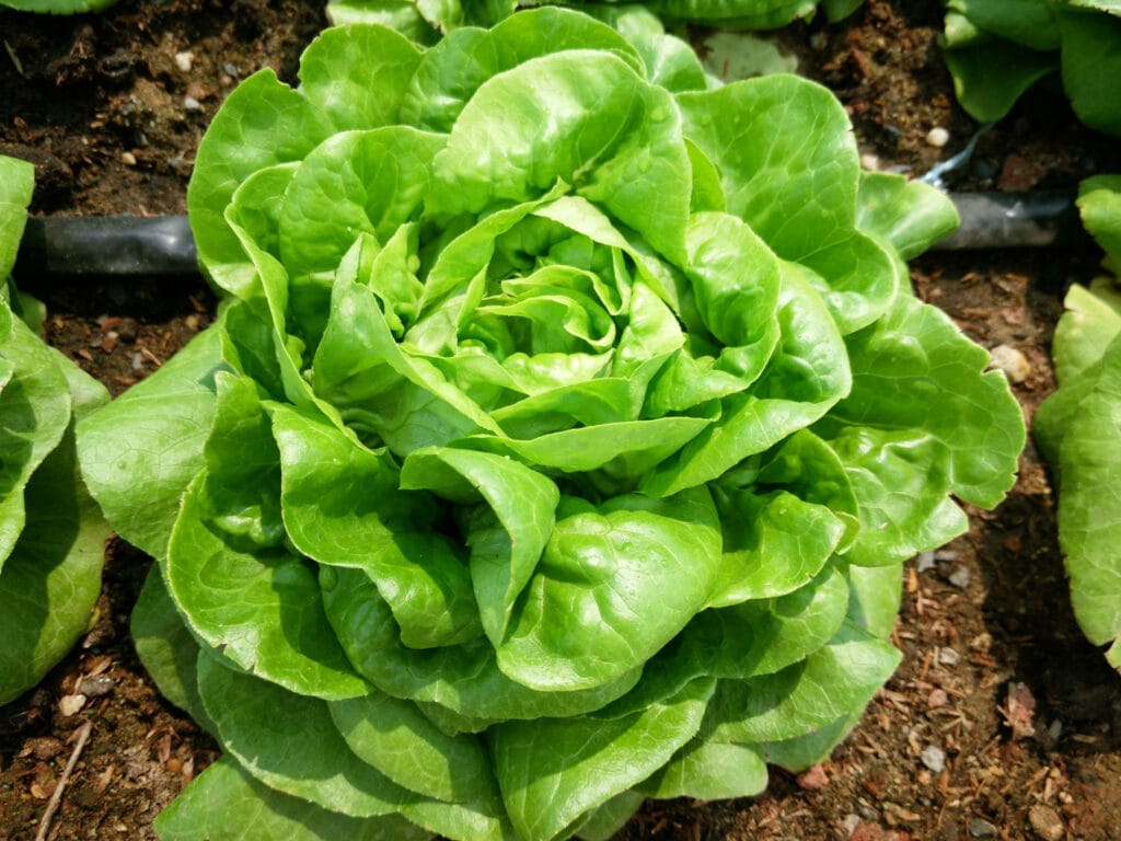 Arctic King Lettuce 1024x768 - Vegetable &amp; Fruit Seeds To Sow In November - Planting Guide