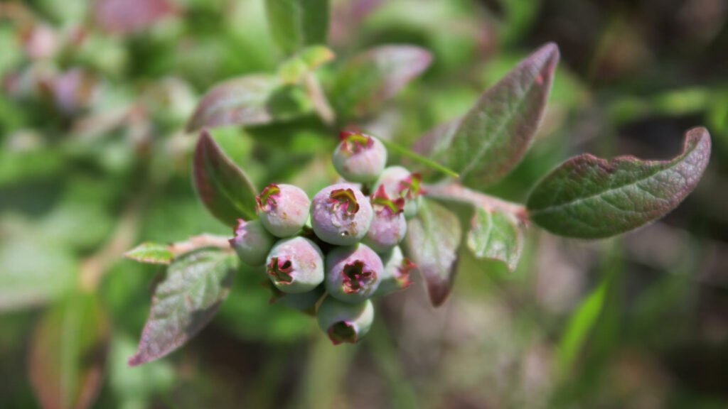 Blueberry Plants 1024x576 - Vegetable & fruit seeds to sow in October - Growing guide