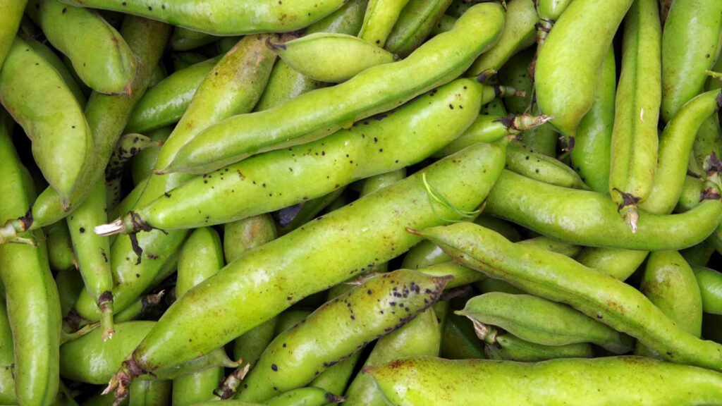 Broad Beans 1 1024x576 - Vegetable & fruit seeds to sow in October - Growing guide