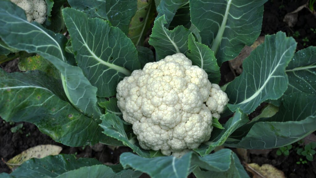 Cauliflower 1024x576 - Vegetable & fruit seeds to sow in October - Growing guide
