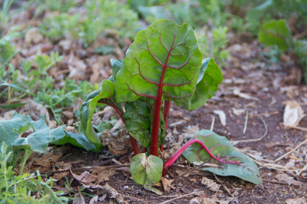 Chard 1024x682 - Vegetable &amp; Fruit Seeds To Sow In November - Planting Guide