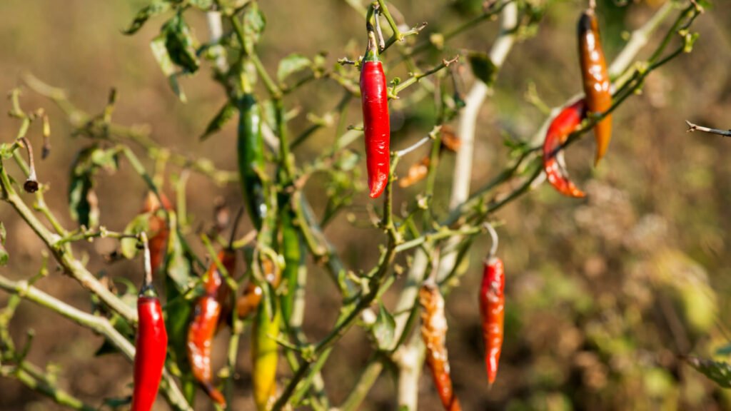 Chillies 1024x576 - Vegetable &amp; Fruit Seeds To Sow In November - Planting Guide