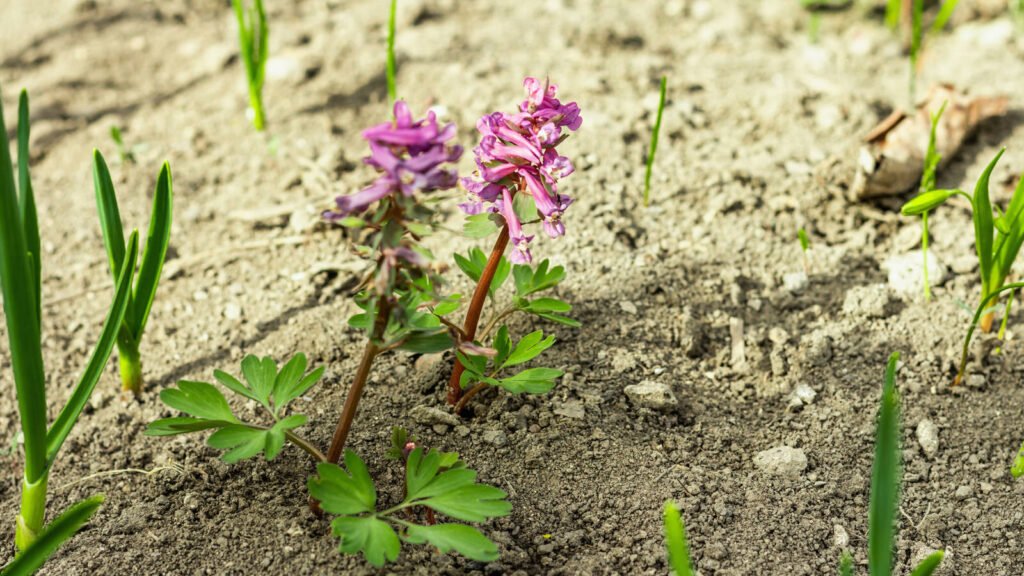 Corydalis solida 1024x576 - Flower &amp; Plant Seeds To Sow In November &ndash; Planting Guide