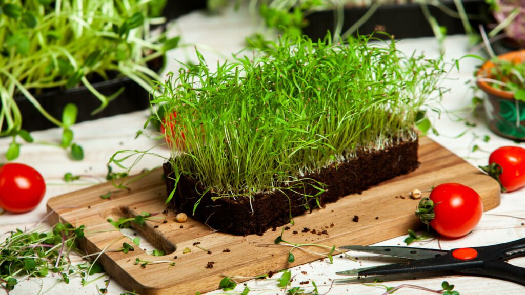 Dill 1 1024x576 - Vegetable & fruit seeds to sow in October - Growing guide