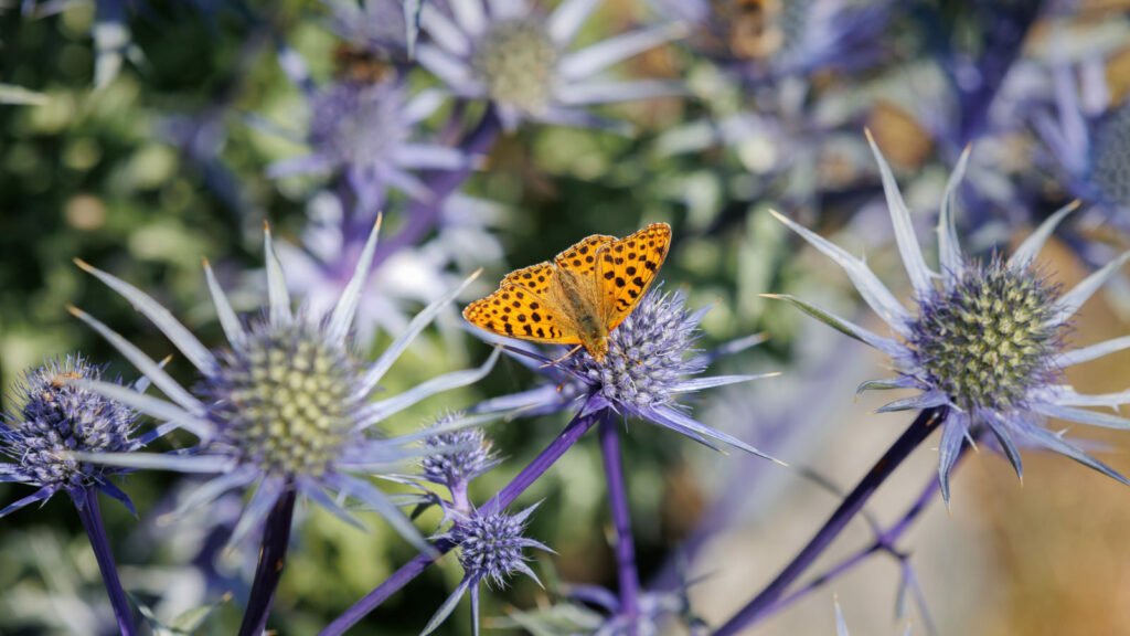 Eryngiums 1024x576 - Flower &amp; Plant Seeds To Sow In November &ndash; Planting Guide