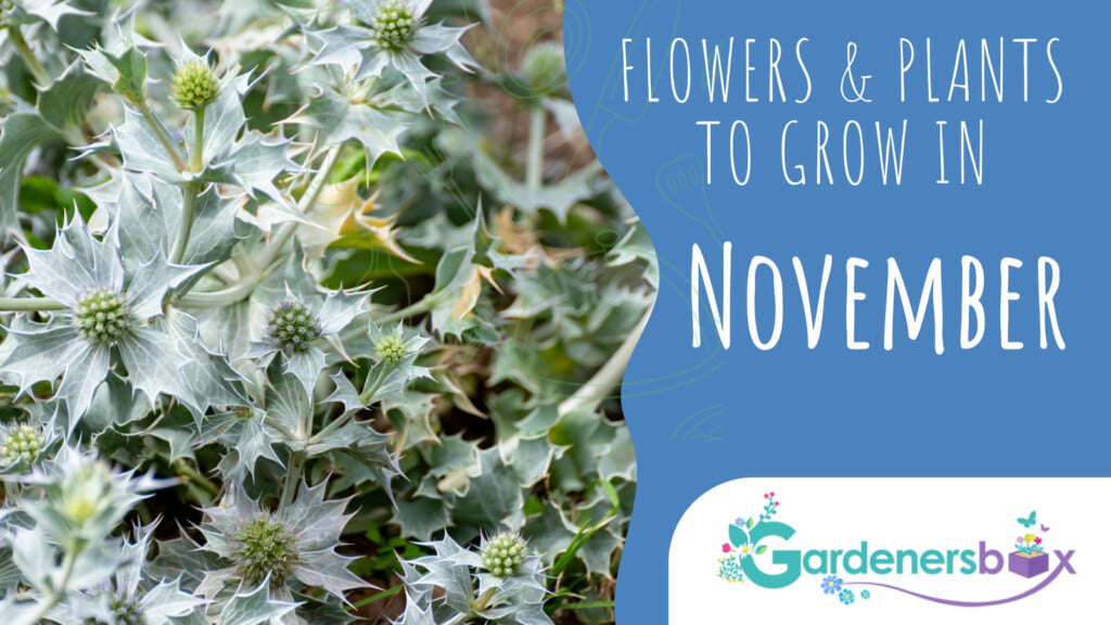 Flowers plants to grow in November 1 1024x576 - Flower & Plant Seeds To Sow In November – Planting Guide