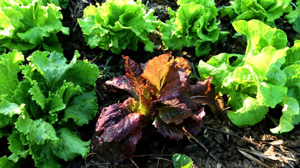 Lettuce 1 1024x576 - Vegetable & fruit seeds to sow in October - Growing guide