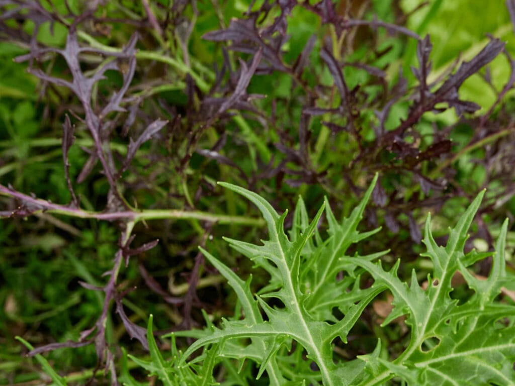 Mizuna 1024x768 - Vegetable &amp; Fruit Seeds To Sow In November - Planting Guide