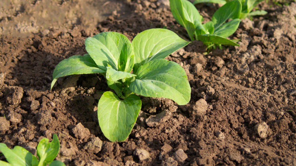 Pak Choij 1024x576 - Vegetable &amp; Fruit Seeds To Sow In November - Planting Guide