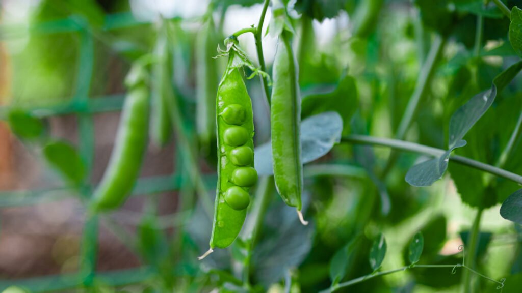 Peas 1024x576 - Vegetable &amp; Fruit Seeds To Sow In November - Planting Guide