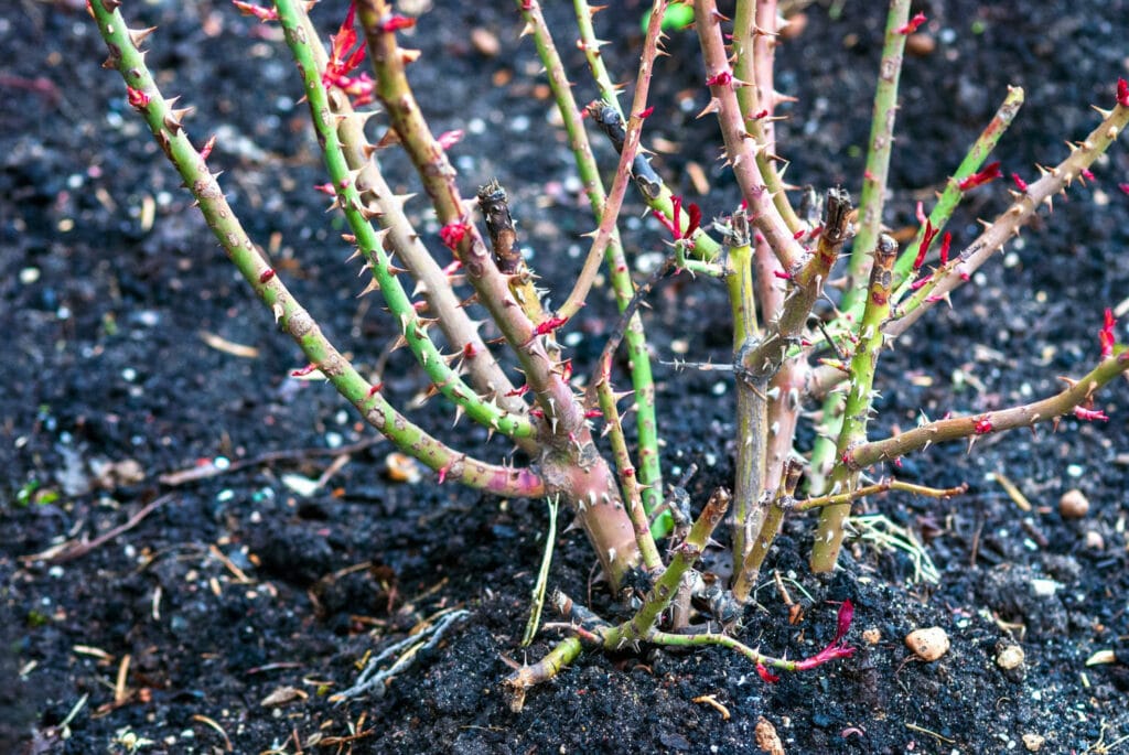 Plant Bare Root Roses 1024x685 - Flower &amp; Plant Seeds To Sow In November &ndash; Planting Guide