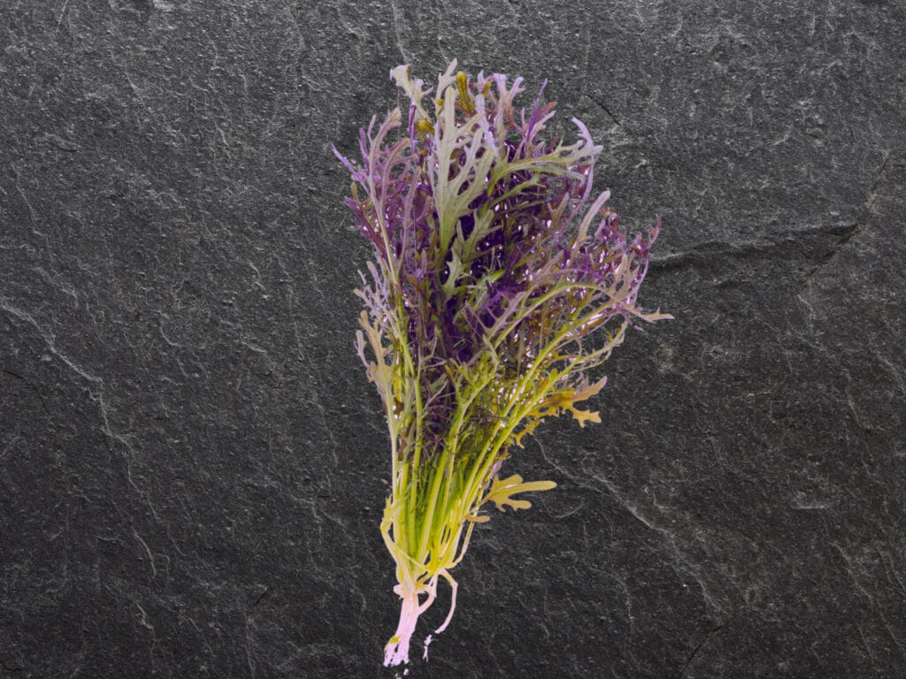 Purple Frills 1024x768 - Vegetable &amp; Fruit Seeds To Sow In November - Planting Guide