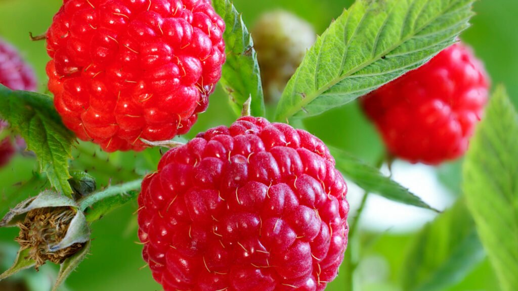 Raspberries 1024x576 - Vegetable &amp; Fruit Seeds To Sow In November - Planting Guide