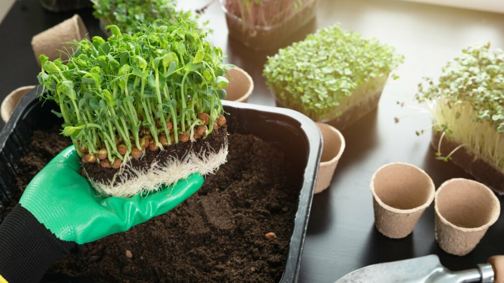 Salad 1024x576 - Vegetable & fruit seeds to sow in October - Growing guide