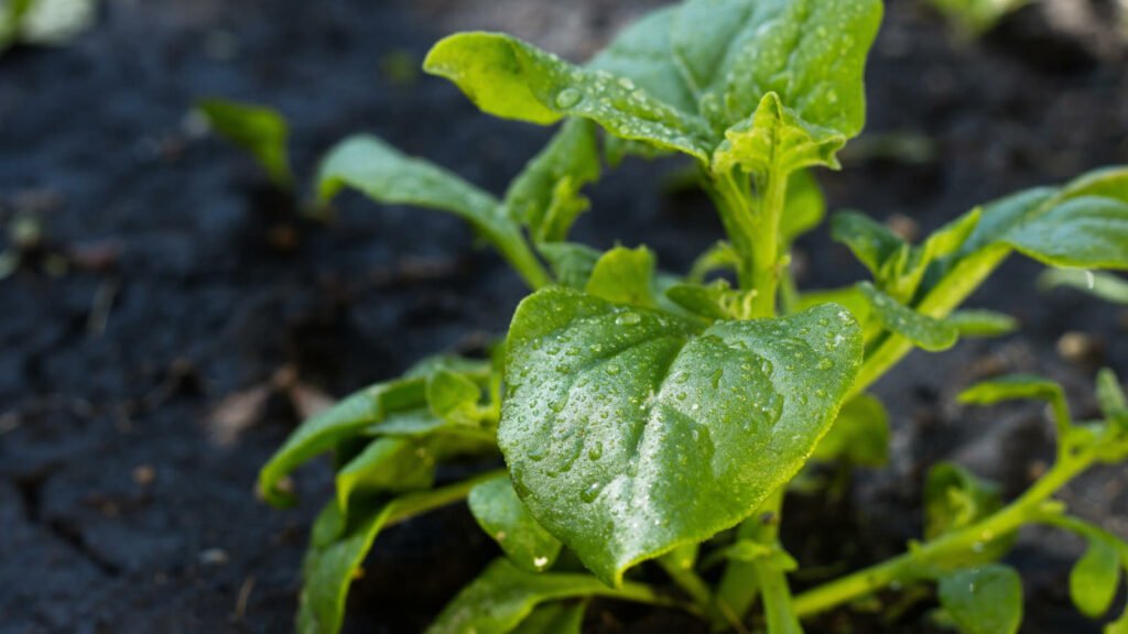 Spinach 1024x576 - Vegetable &amp; Fruit Seeds To Sow In November - Planting Guide