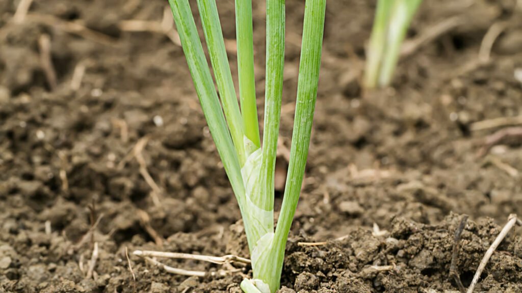 Spring Onion 1 1024x576 - Vegetable & fruit seeds to sow in October - Growing guide
