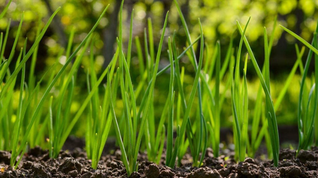 Spring onion 1024x576 - Vegetable &amp; Fruit Seeds To Sow In November - Planting Guide