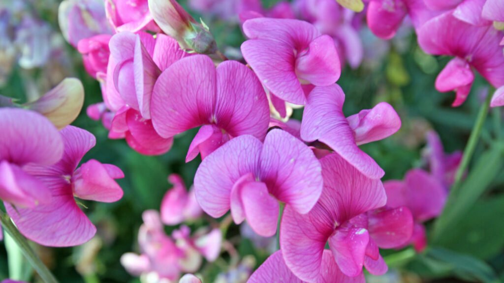 Sweet peas 1024x576 - Flower &amp; Plant Seeds To Sow In November &ndash; Planting Guide