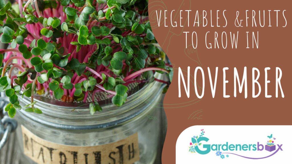 Vegetables Fruits to grow in November 1024x576 - Vegetable & Fruit Seeds To Sow In November - Planting Guide