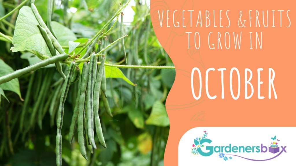 Vegetables Fruits to grow in October 1 1024x576 - Vegetable & fruit seeds to sow in October - Growing guide