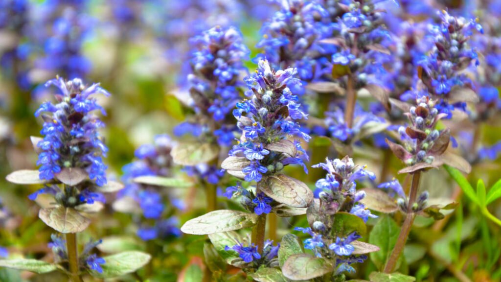 bugle 1024x576 - Flower &amp; Plant Seeds To Sow In November &ndash; Planting Guide